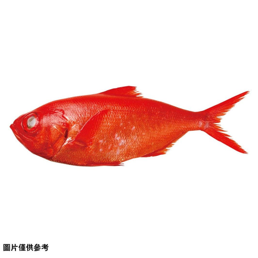 Ji-Kinmedai 地金目鯛(原條600g-700g 800g-900g)