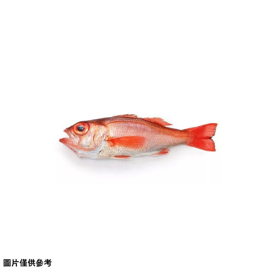 Akamutsu アカムツ赤鯥(原條0.6-0.8kg)