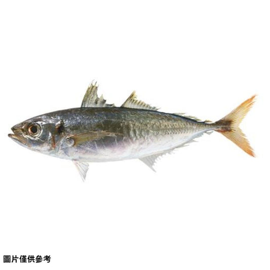Maaji マアジ 真鯵(原條0.2kg)