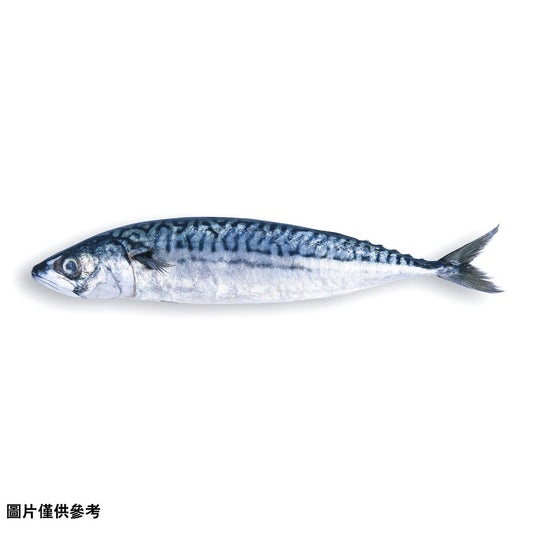 Saba サバ 鯖(原條0.6kg)