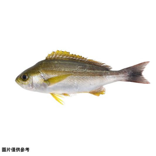 Isaki イサキ 伊佐木(原條0.5-0.8kg)