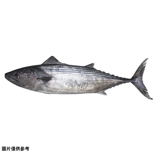 Sawara サワラ 鰆(原條3kg)