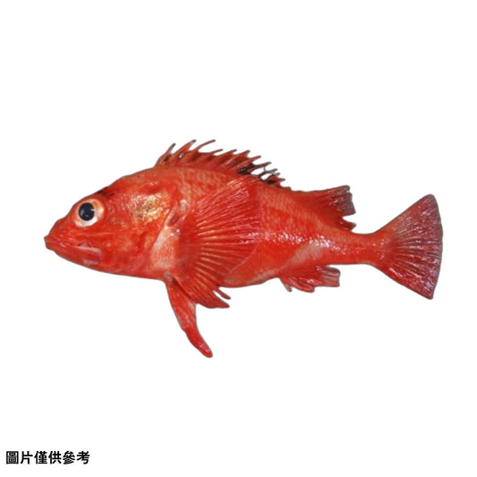 Kinki キンキ 喜知次(原條5-7pc/3kg)