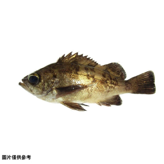 Mebaru メバル 目張(原條0.4kg)