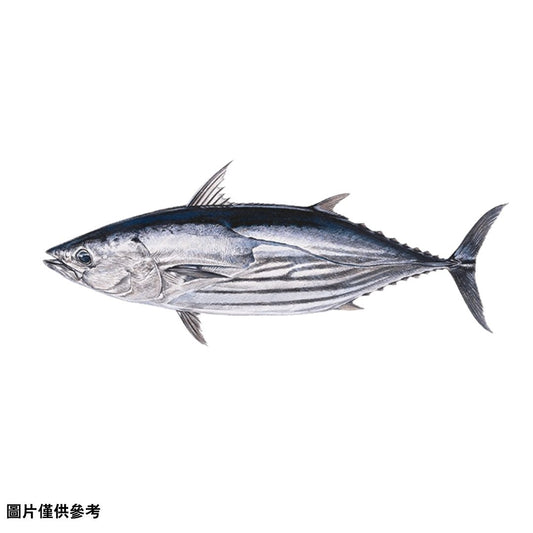 Katsuoカツオ 鰹(原條3.0~4kg)