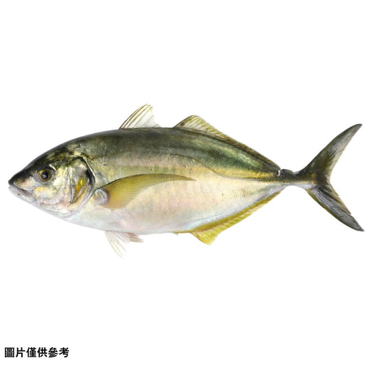 Shima aji (シマアジ)島鯵(原條1.5-2.0kg)