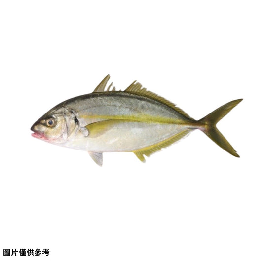 Shimaajiシマアジ島鯵(大)(原條3.0~4kg)