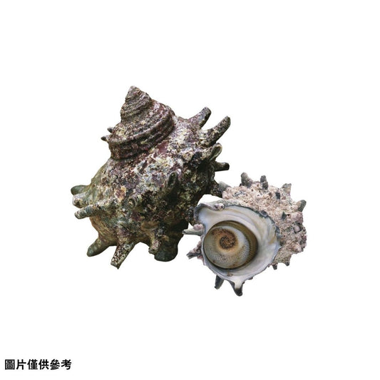 Sazae(サザエ)栄螺