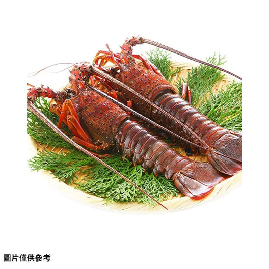 Iseebi (伊勢海老)