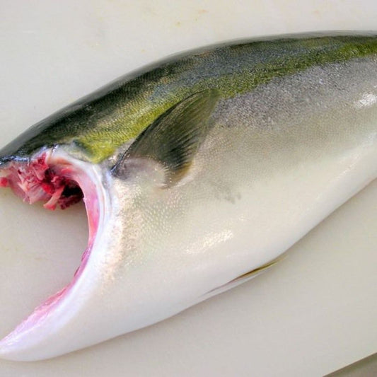 Kampachi 間八魚柳(原條5.0-6.0kg)