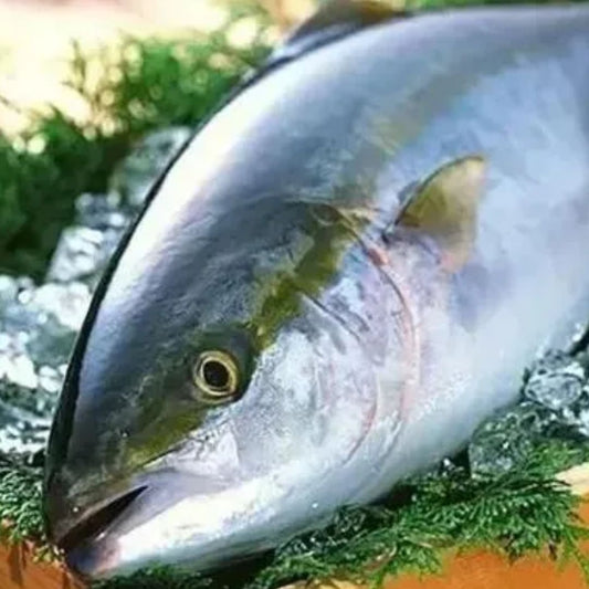 Kampachi 間八(原條3.5-4.5kg)