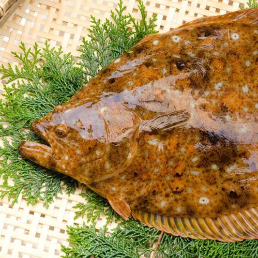 Hirame (ヒラメ)平目(原條1-1.5kg)