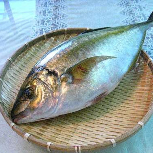 Shima aji (シマアジ)島鯵(原條1.5-2.0kg) – Numazu Suisan 沼津水產