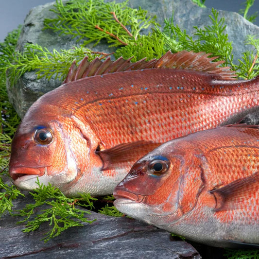 Madai (マダイ)真鯛(原條1.5-2.0kg)