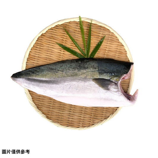 Hamachi, Buri油甘魚柳 (原條5.0-6.0kg)