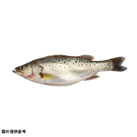 Suzuki 鱸魚(原條1.5-2.0kg)
