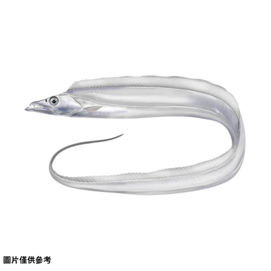 Tachiuo  太刀魚 (原條1kg-1.5kg)