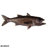 Kuromutsu クロムツ　黒鯥(原條1kg-2kg)