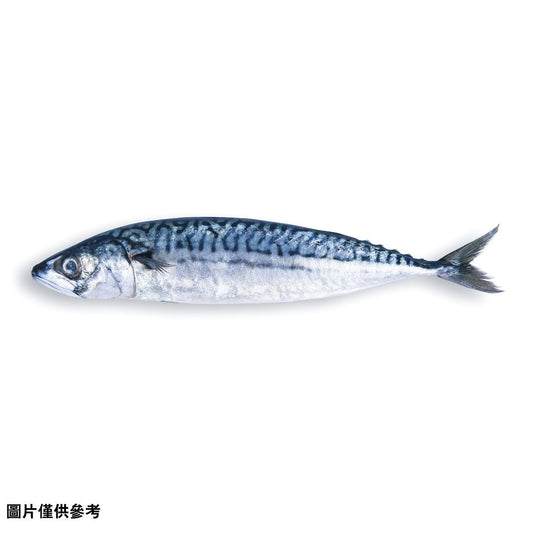 Saba サバ　鯖(原條0.6kg)