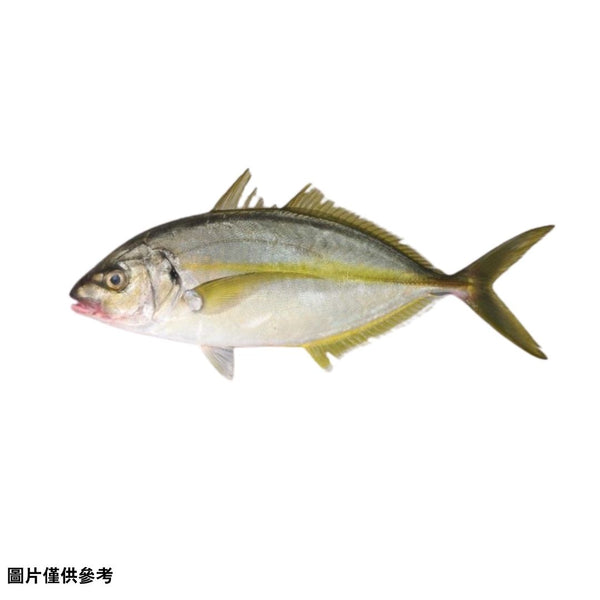 Shimaajiシマアジ島鯵（大）(原條3.0~4kg) – Numazu Suisan 沼津水產