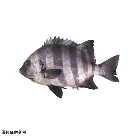 Ishidai イシダイ石鯛(原條3.0~4kg)