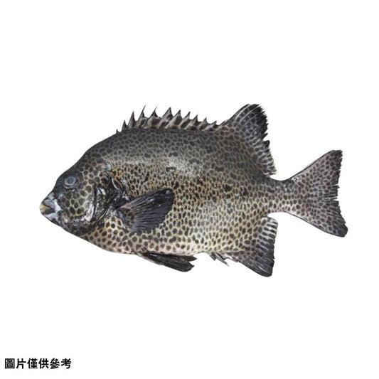 Ishigakidai 石垣鯛(原條3.0~4kg)
