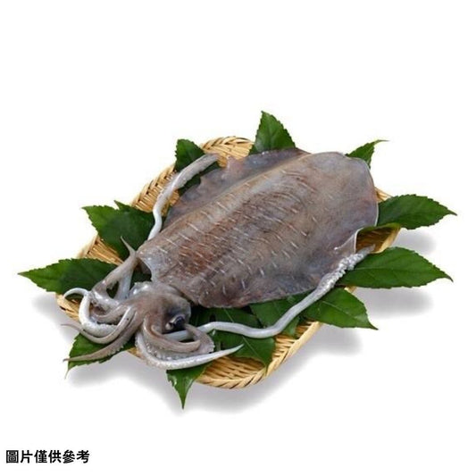 Aoriika アオリイカ大尾魷魚
