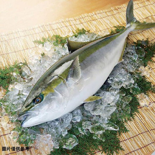 Hamachi Buri油甘魚(原條10.0kg)